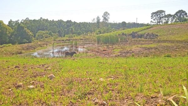 Decreto alerta para perdas com estiagem