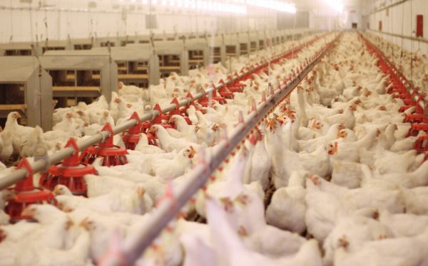 RS tem primeiro foco de gripe aviária comercial do país