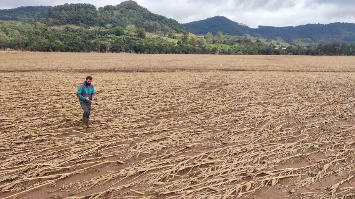 Agricultura regional busca recuperar nível produtivo