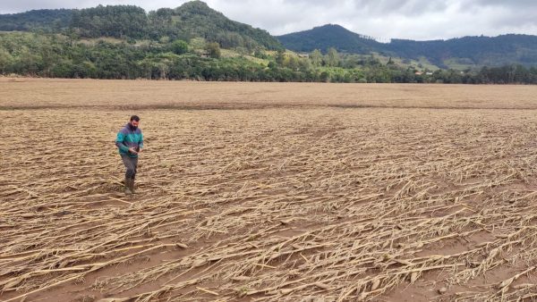 Agricultura regional busca recuperar nível produtivo