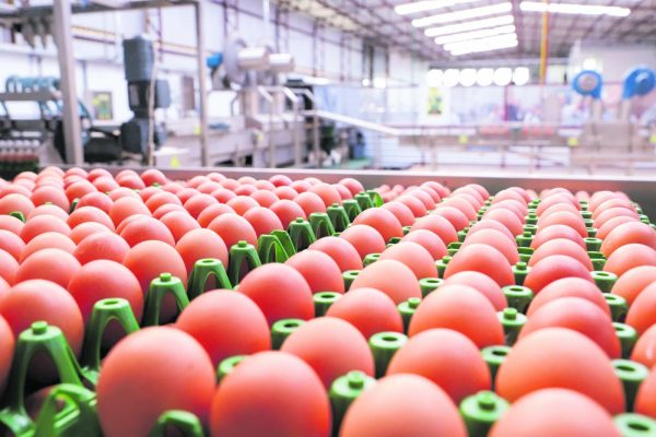Exportação de ovos aumenta em 271%