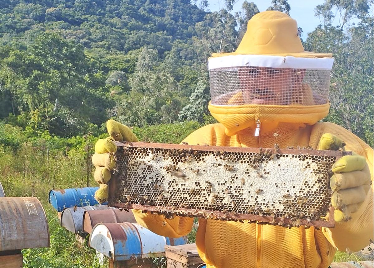 Produção de mel cresce no trimestre e ameniza perdas desde a enchente