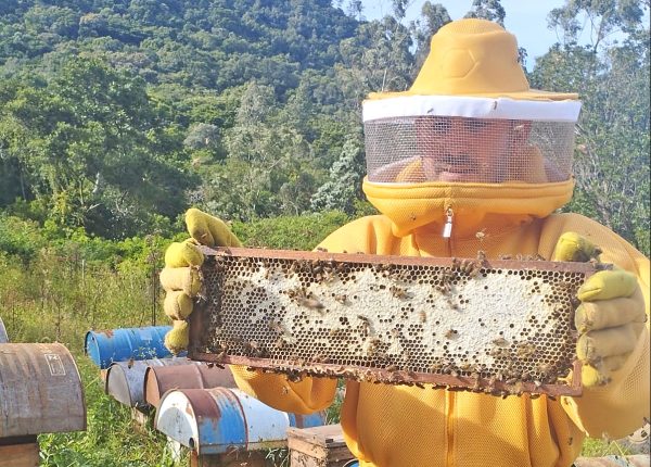 Produção de mel cresce no trimestre e ameniza perdas desde a enchente