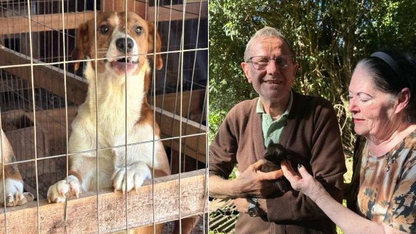 ONG fraciona ração para garantir alimento aos cães
