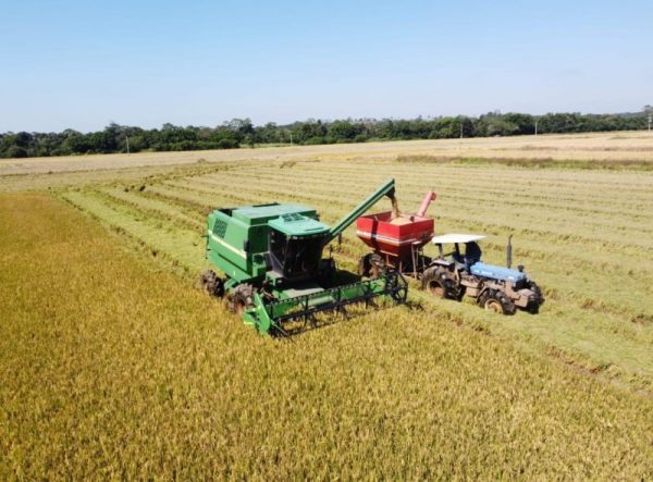 Arroz acumula desvalorizações no fim da safra