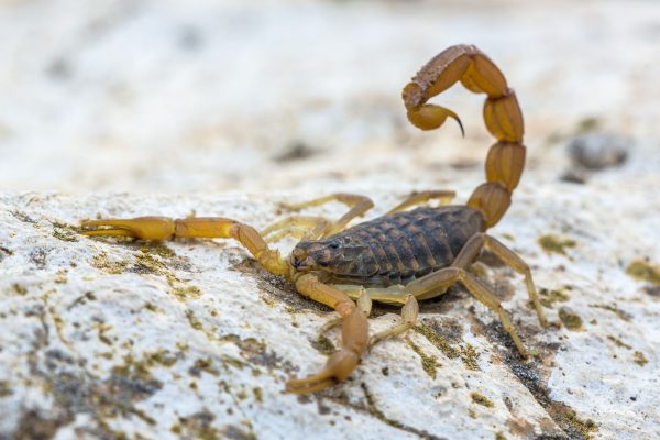 Suspeita de escorpião-amarelo em Lajeado mobiliza autoridades